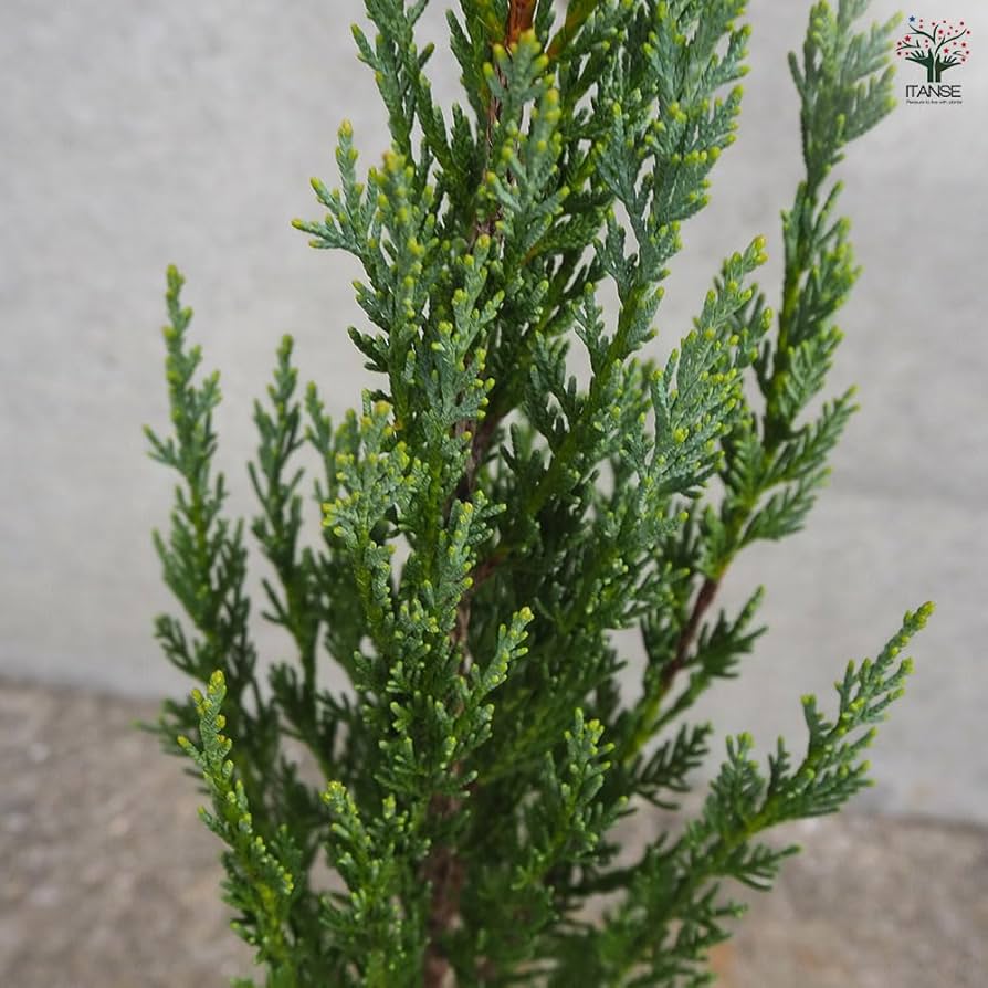 コニファー ムーングロー 200cm❗綺麗な樹形 シルバーブルー 特選優良株 コニファー ムーングロー 200cm❗綺麗な樹形 シルバーブルー